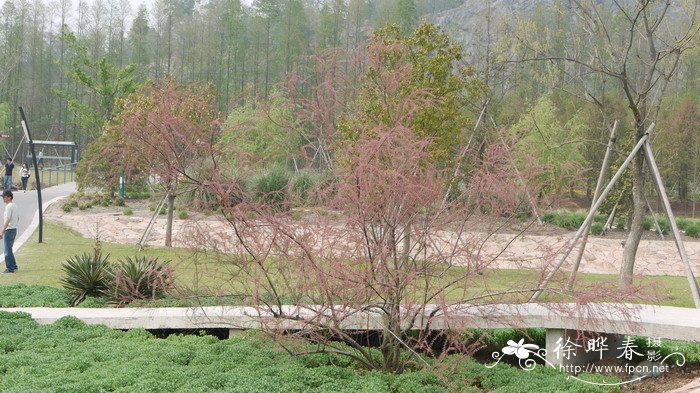 四蕊非洲柽柳Tamarix africana ‘Tetrandra’ 四蕊非洲柽柳Tamarix africana ‘Tetrandra’