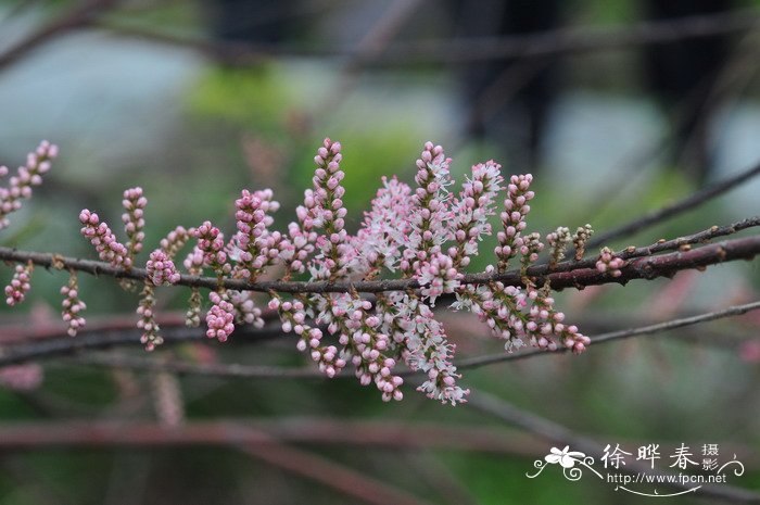 柽柳Tamarix chinensis 柽柳Tamarix chinensis