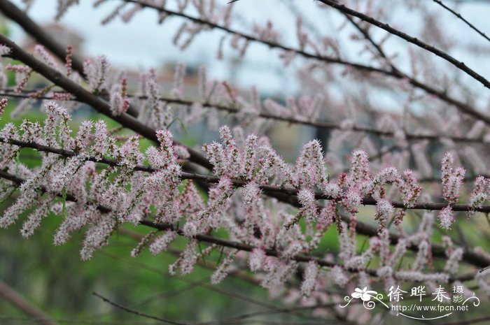 柽柳Tamarix chinensis 柽柳Tamarix chinensis