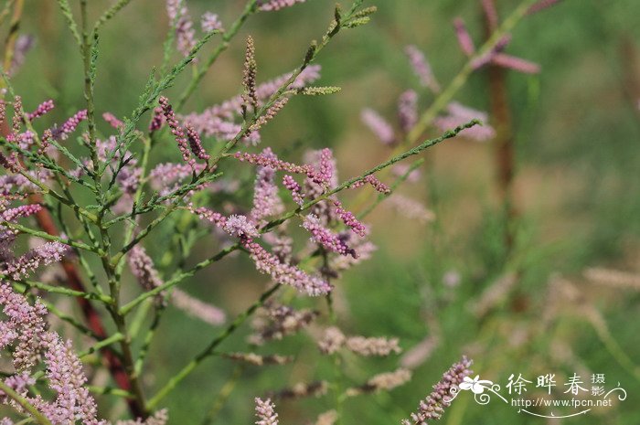 甘肃柽柳Tamarix austromongolica 甘肃柽柳Tamarix austromongolica