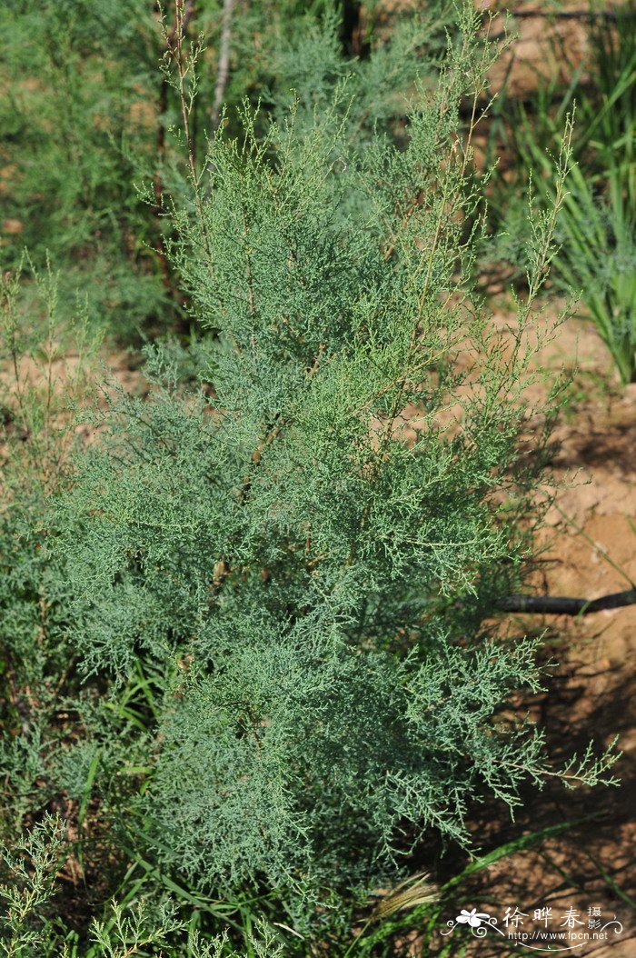甘肃柽柳Tamarix austromongolica 甘肃柽柳Tamarix austromongolica