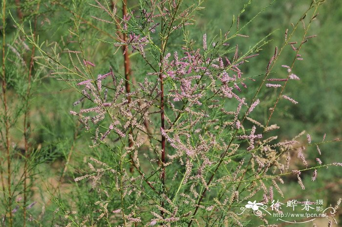 甘肃柽柳Tamarix austromongolica 甘肃柽柳Tamarix austromongolica