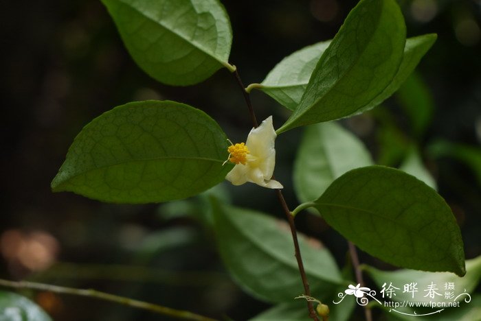 淡黄金花茶Camellia flavida