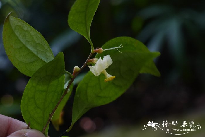 淡黄金花茶Camellia flavida