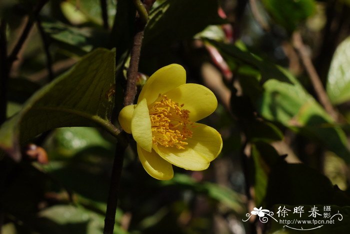 凹脉金花茶Camellia impressinervis