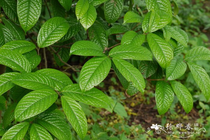 凹脉金花茶Camellia impressinervis 凹脉金花茶Camellia impressinervis