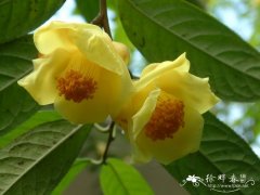 金花茶Camellia petelotii
