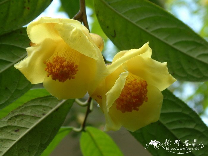 金花茶Camellia petelotii