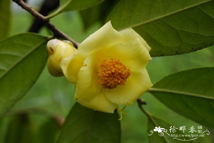 金花茶Camellia petelotii