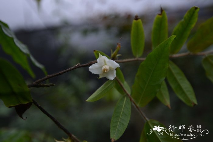 柳叶毛蕊茶Camellia salicifolia