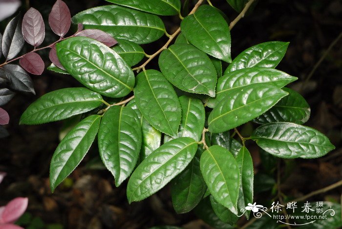 金花茶Camellia petelotii 金花茶Camellia petelotii
