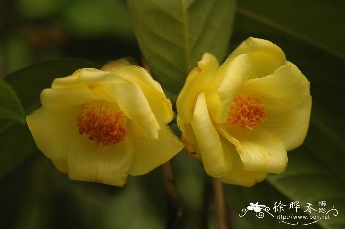 金花茶Camellia petelotii