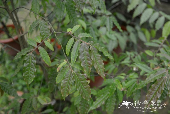 柳叶毛蕊茶Camellia salicifolia