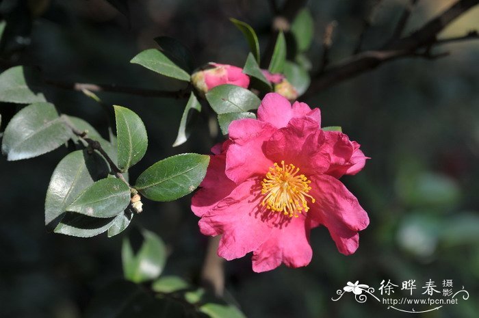 茶梅Camellia sasanqua