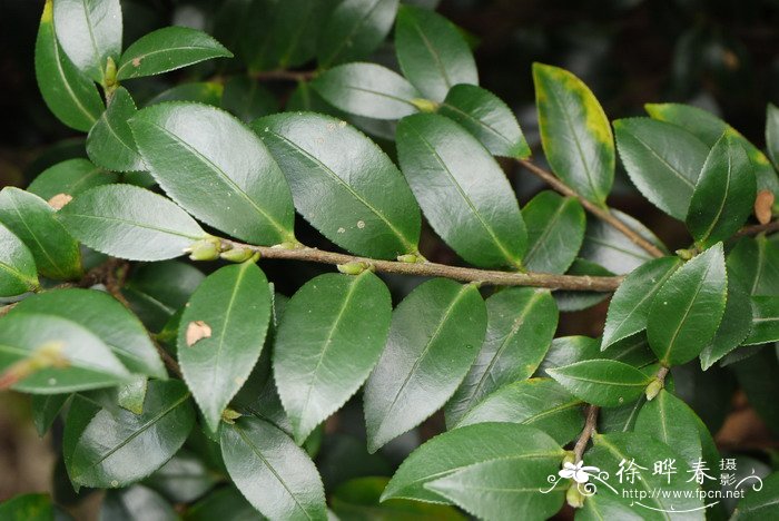 茶梅Camellia sasanqua