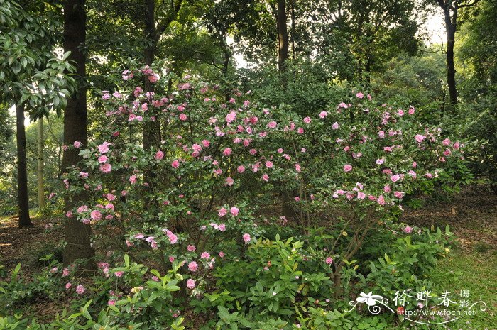 茶梅Camellia sasanqua 茶梅Camellia sasanqua