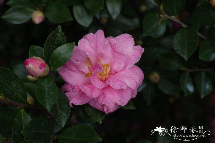 茶梅Camellia sasanqua 茶梅Camellia sasanqua