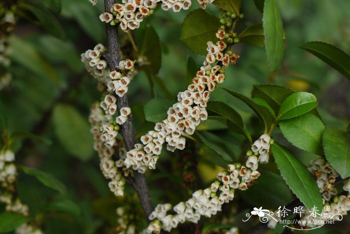 米碎花Eurya chinensis 米碎花Eurya chinensis