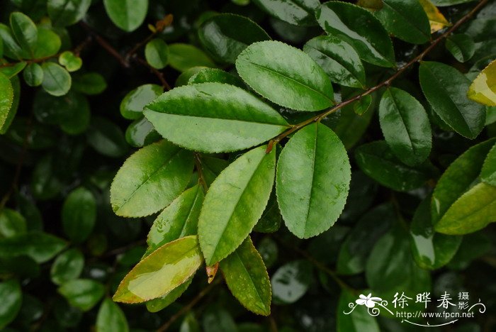 米碎花Eurya chinensis 米碎花Eurya chinensis