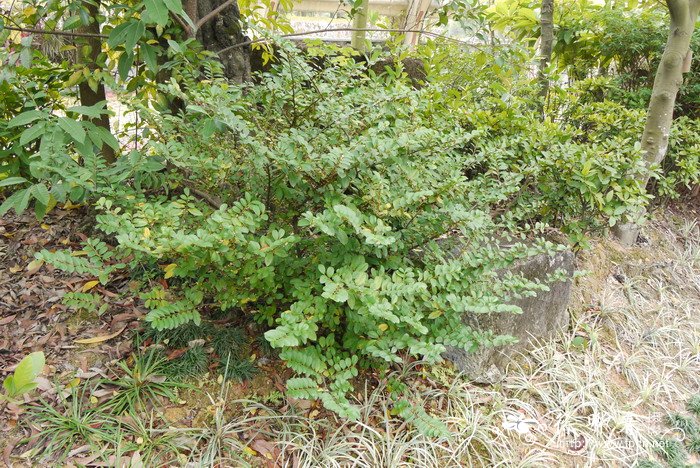 米碎花Eurya chinensis 米碎花Eurya chinensis