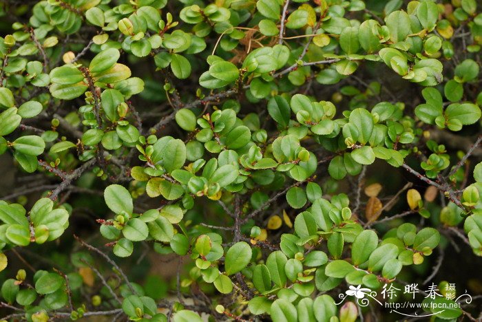 珍珠滨柃Eurya emarginata 'Pearl'