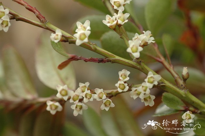 窄叶柃Eurya stenophylla