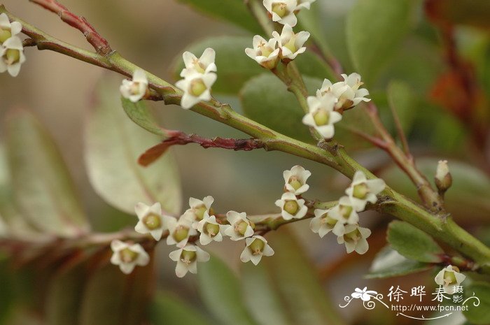 窄叶柃Eurya stenophylla 窄叶柃Eurya stenophylla