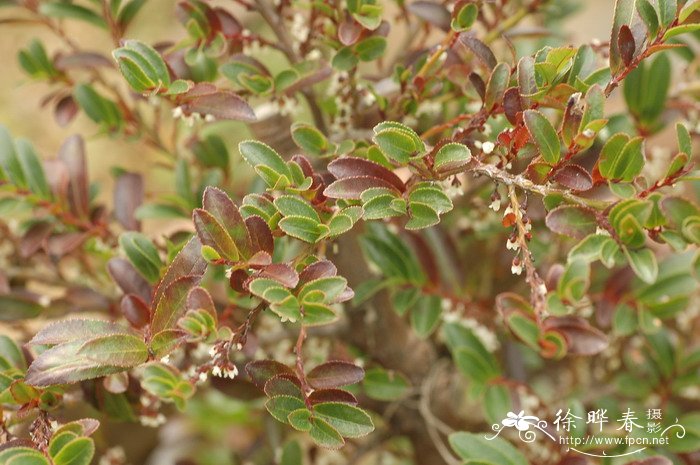 窄叶柃Eurya stenophylla 窄叶柃Eurya stenophylla