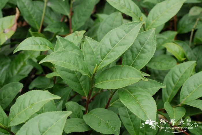 茶Camellia sinensis