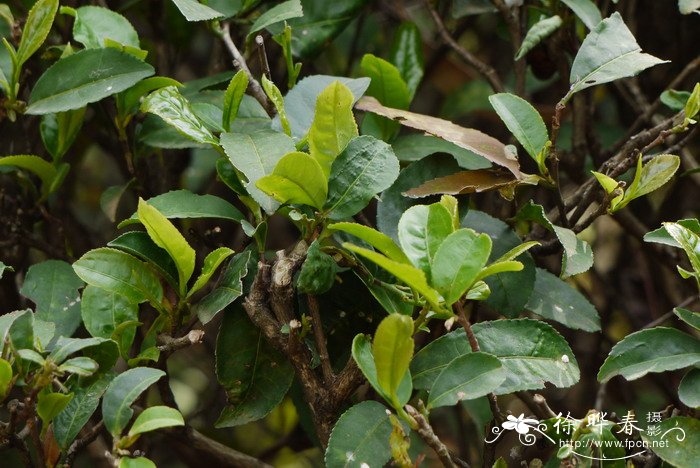 普洱茶Camellia sinensis var. assamica