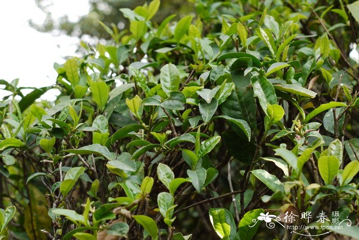 普洱茶Camellia sinensis var. assamica