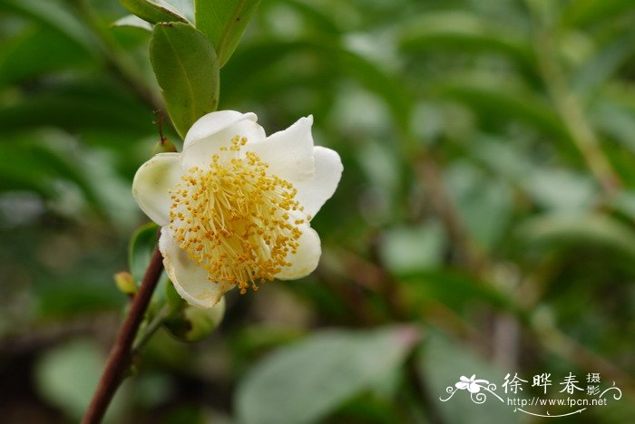 茶Camellia sinensis