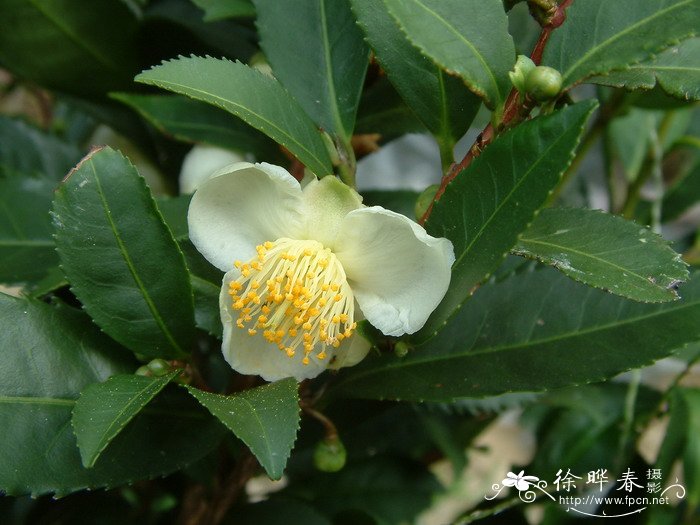 茶Camellia sinensis