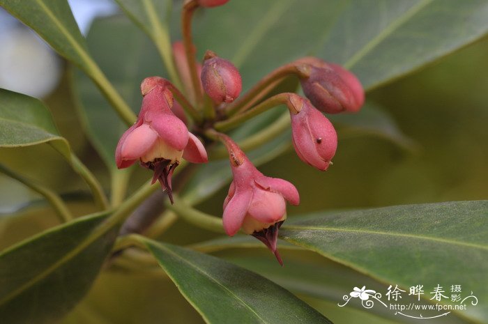 海南红楣Anneslea fragrans 海南红楣Anneslea fragrans
