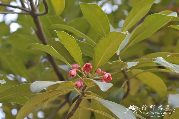 海南红楣Anneslea fragrans