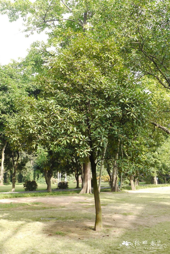 海南红楣Anneslea fragrans 海南红楣Anneslea fragrans
