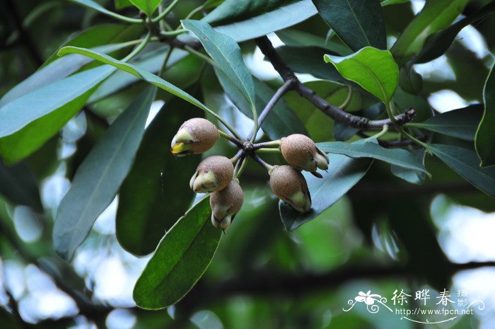 海南红楣Anneslea fragrans 海南红楣Anneslea fragrans