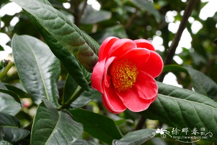 越南抱茎茶Camellia amplexicaulis 越南抱茎茶Camellia amplexicaulis