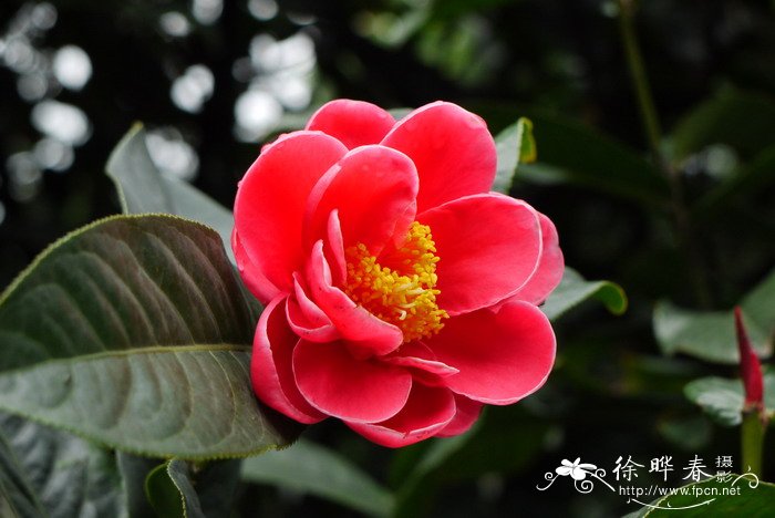 越南抱茎茶Camellia amplexicaulis 越南抱茎茶Camellia amplexicaulis