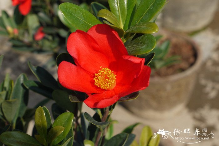 杜鹃红山茶Camellia azalea 杜鹃红山茶Camellia azalea