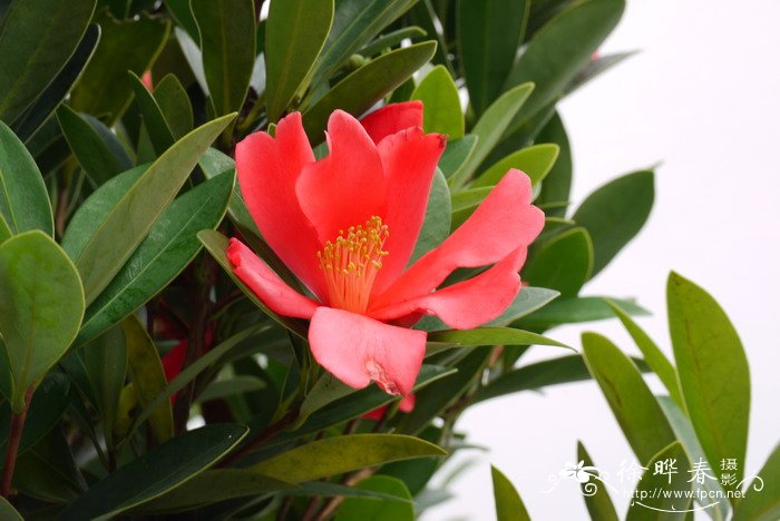 杜鹃红山茶Camellia azalea