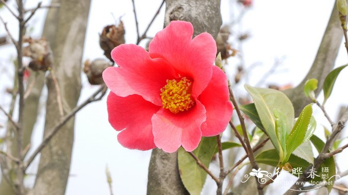 红花油茶Camellia chekiangoleosa