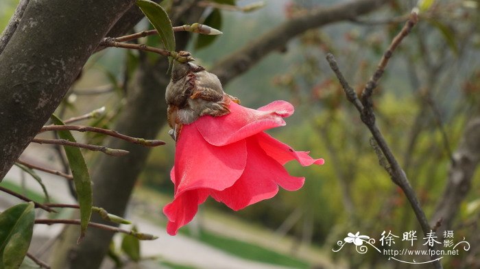 红花油茶Camellia chekiangoleosa