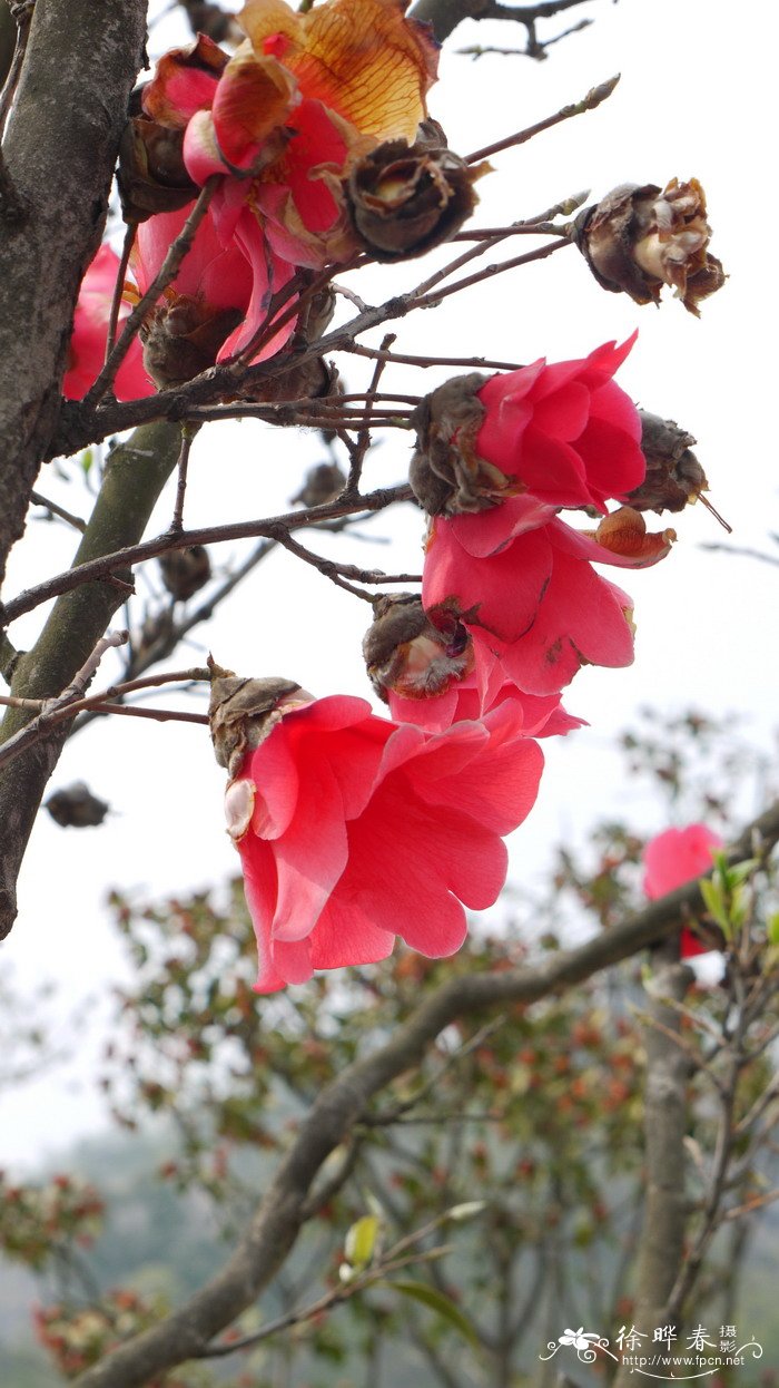 红花油茶Camellia chekiangoleosa