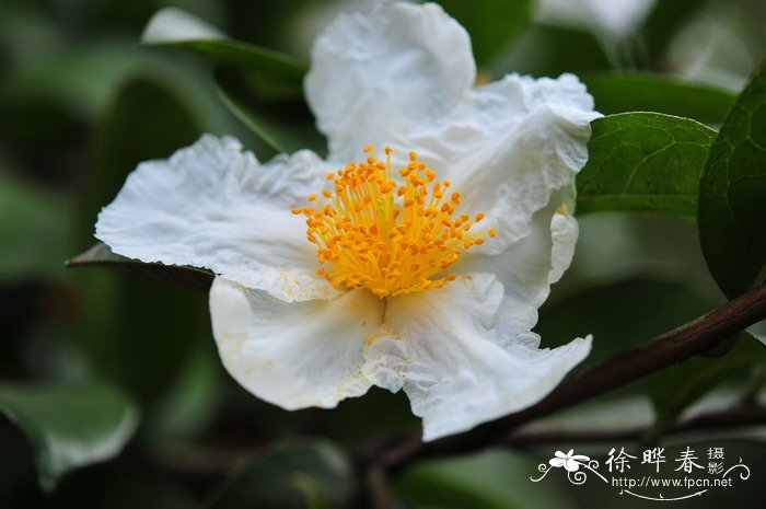 红皮糙果茶Camellia crapnelliana