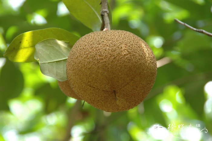红皮糙果茶Camellia crapnelliana 红皮糙果茶Camellia crapnelliana