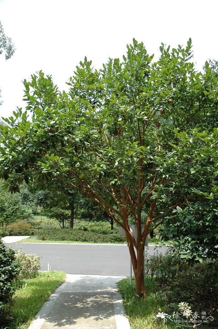 红皮糙果茶Camellia crapnelliana 红皮糙果茶Camellia crapnelliana
