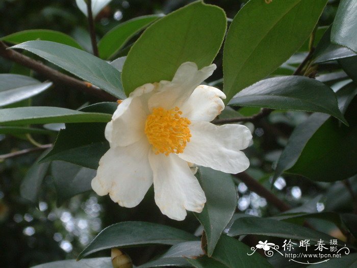 越南油茶Camellia drupifera