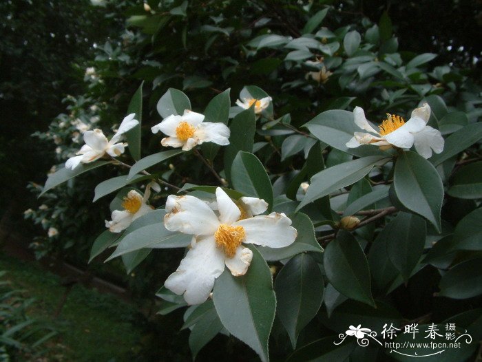 越南油茶Camellia drupifera