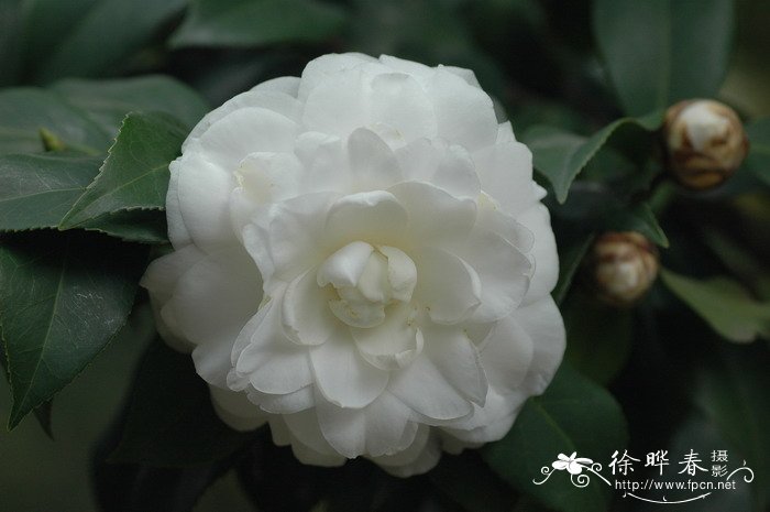 ‘白雪塔’山茶Camellia 'Baixueta'